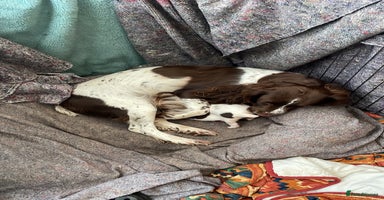 English Springer Spaniel dogs - Advert 9