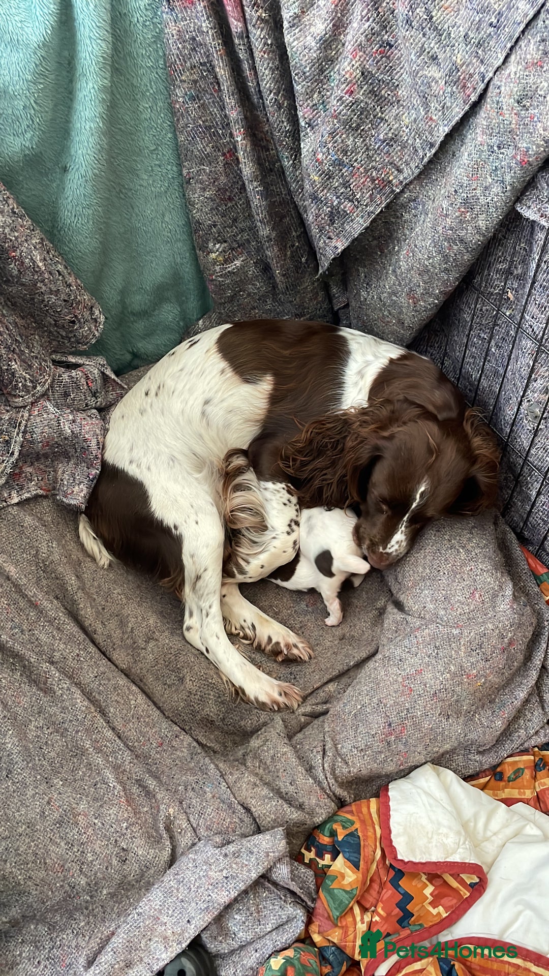 English Springer Spaniel dogs for sale: English springer spaniel kc registered  - Image 2