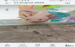 Axolotl reptiles for sale: Axolotl  - Advert 3