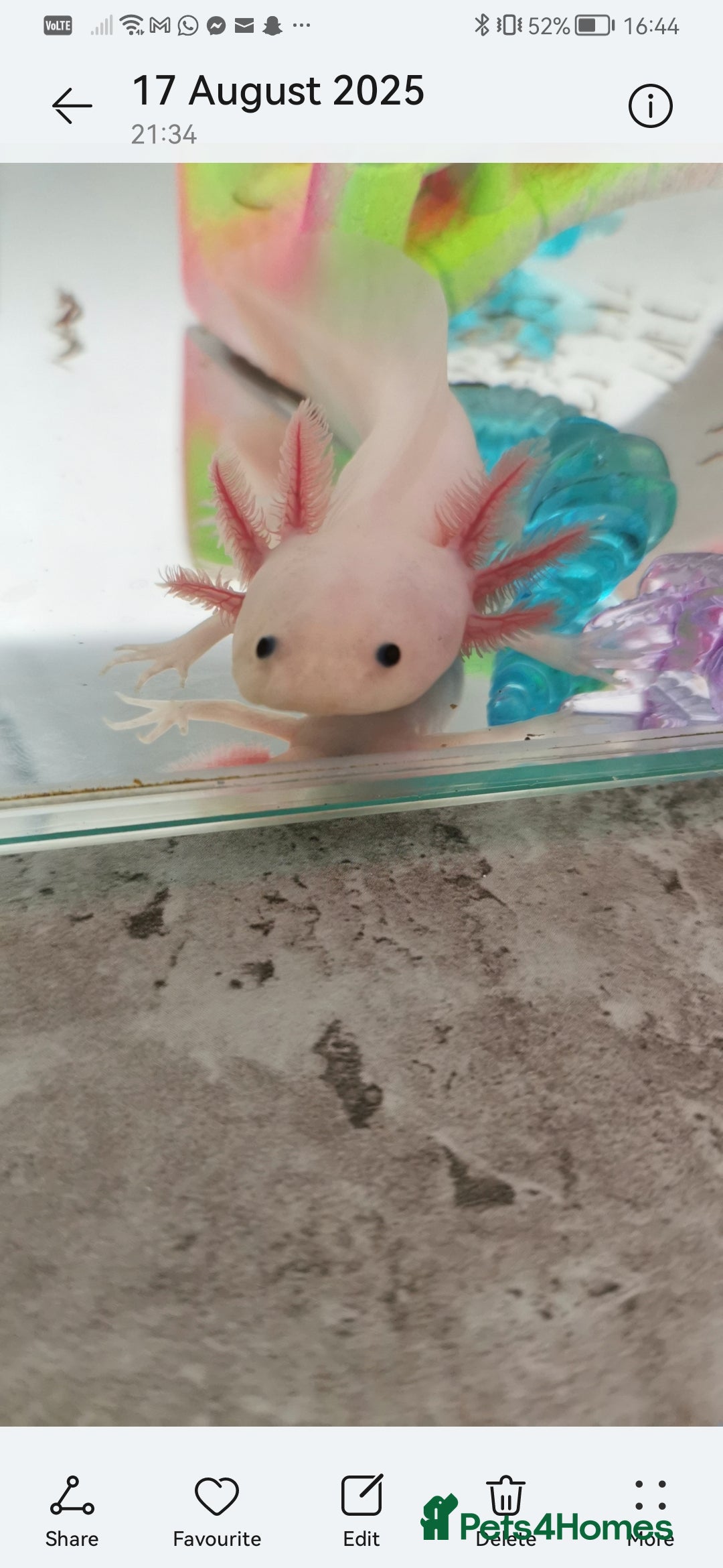 Axolotl reptiles for sale: Axolotl  - Advert 3