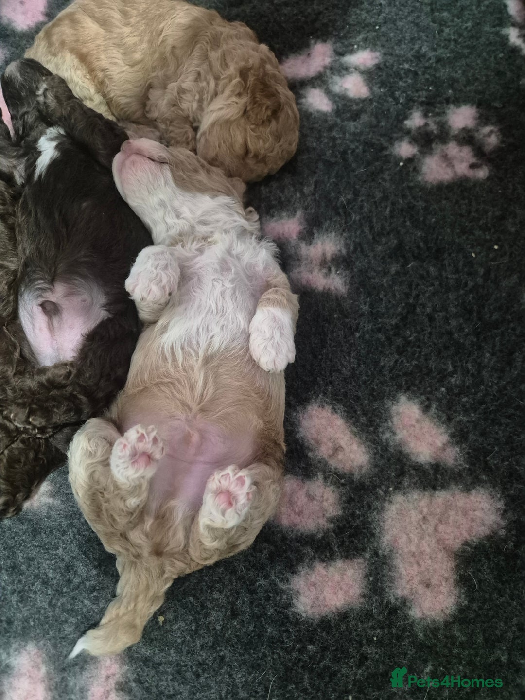 Labradoodle dogs for sale: Stunning F3 miniature labradoodles!  - Advert 23