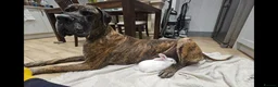 Great Dane dogs for sale: Only 1 girl left - Stunning Brindle Great Dane pup - Advert 23