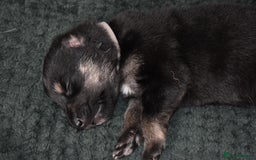 Shepsky dogs for sale: German shepherd x husky puppies - Image 28