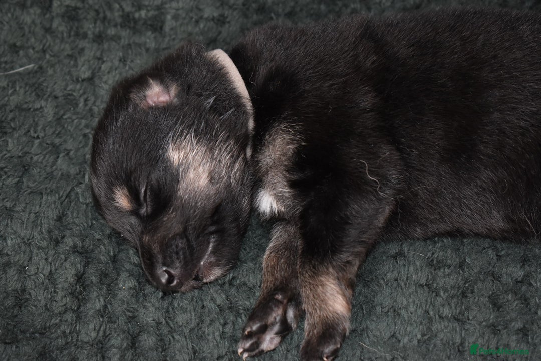 Shepsky dogs for sale: German shepherd x husky puppies - Image 28