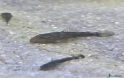 Plecos fish for sale: Green Dragon plecos - Image 7