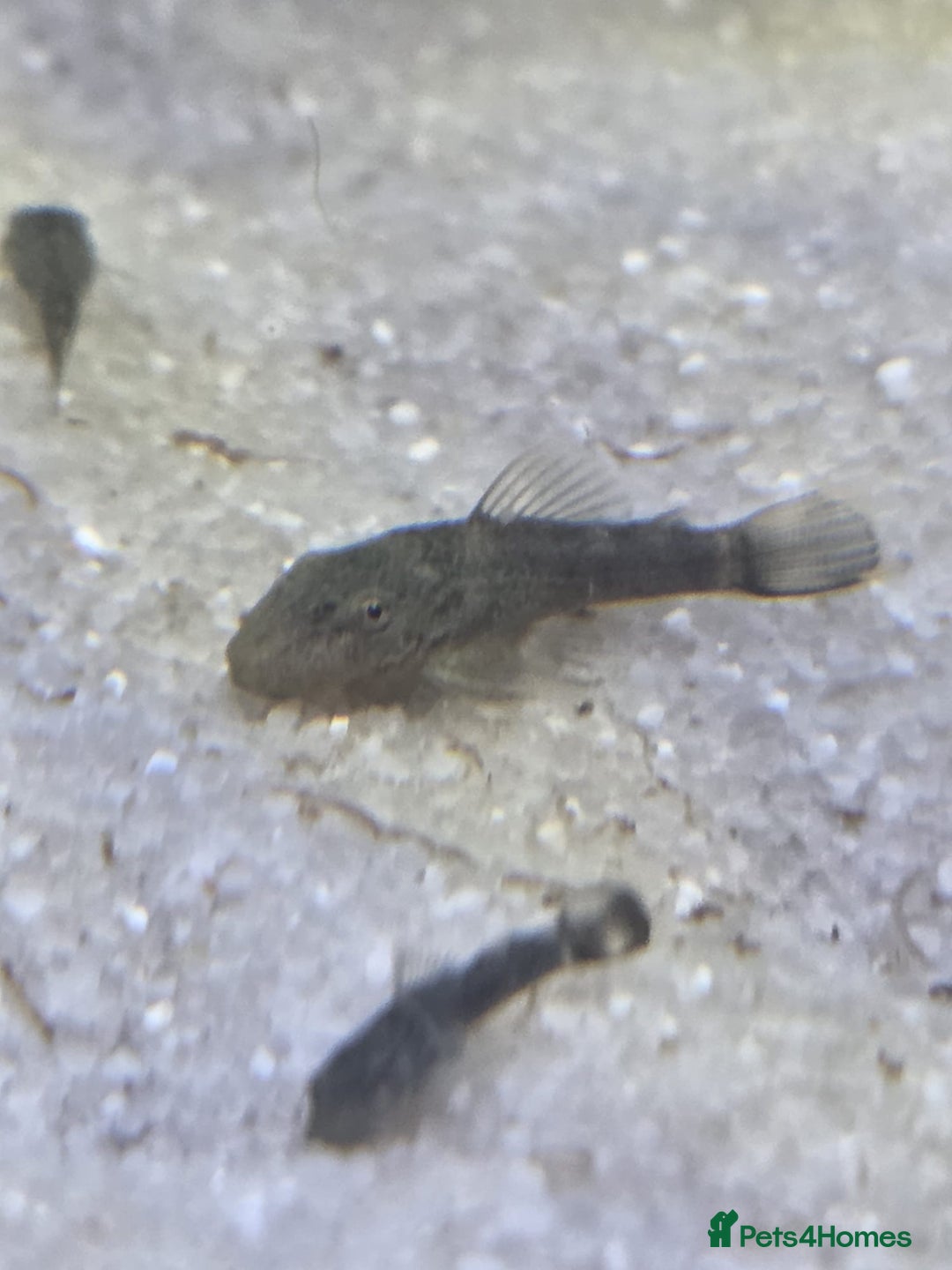 Plecos fish for sale: Green Dragon plecos - Image 7