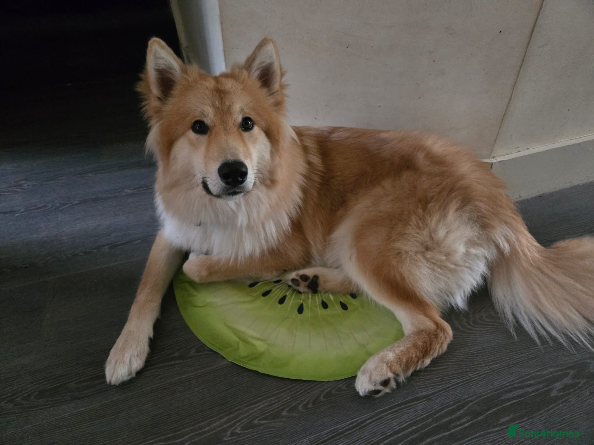 Mixed Breed dogs Wolfdog (10 month) - Advert 1