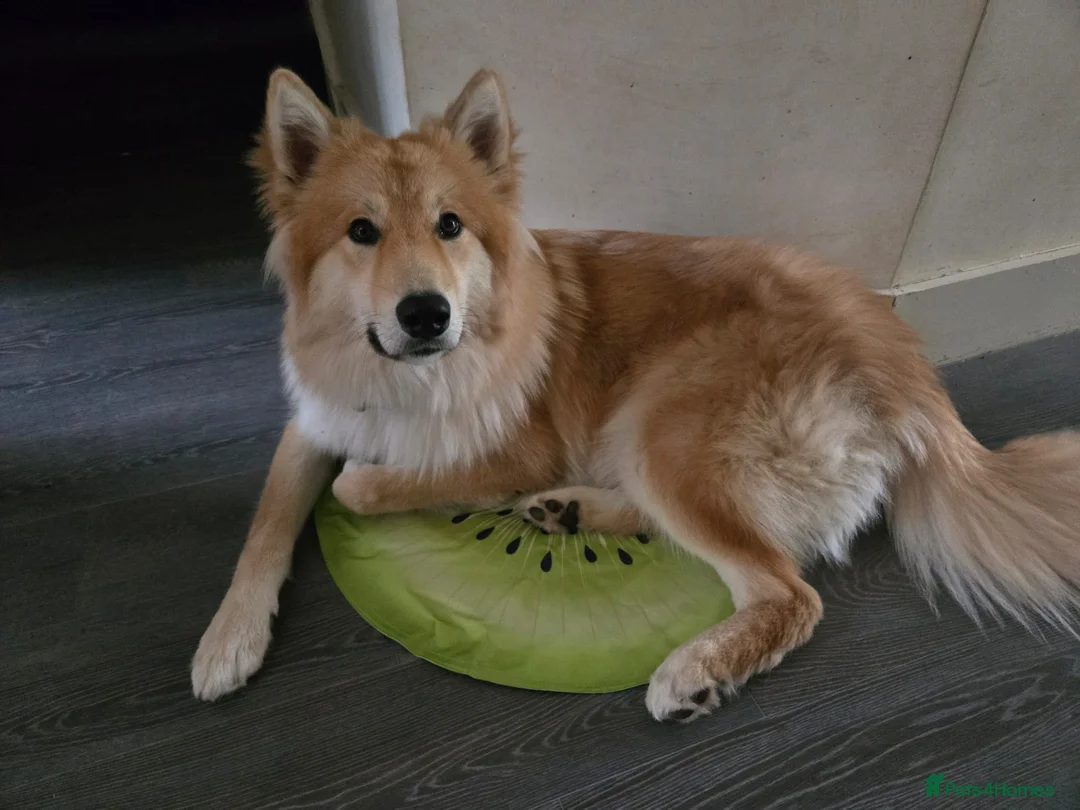 Mixed Breed dogs for sale: Wolfdog (10 month) in Swadlincote - Advert 1