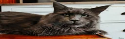 Maine Coon cats for sale: Blue maine coon kittens -DNA health tested parents - Advert 36