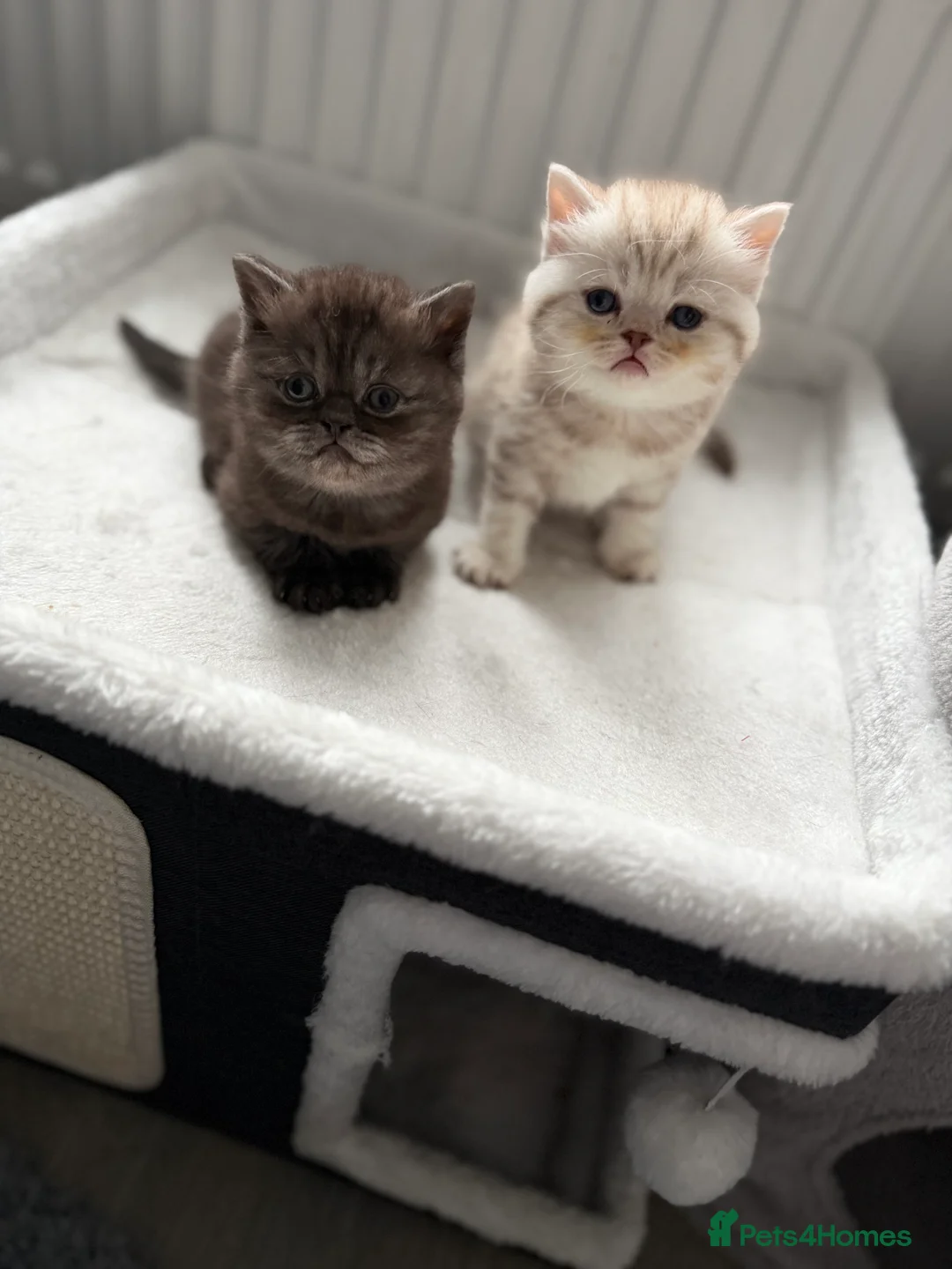 British Shorthair cats for sale: British short hair kittens  - Advert 35