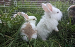 Mini Lion Lop rabbits for sale: Lion/lop bunnies  - Image 10