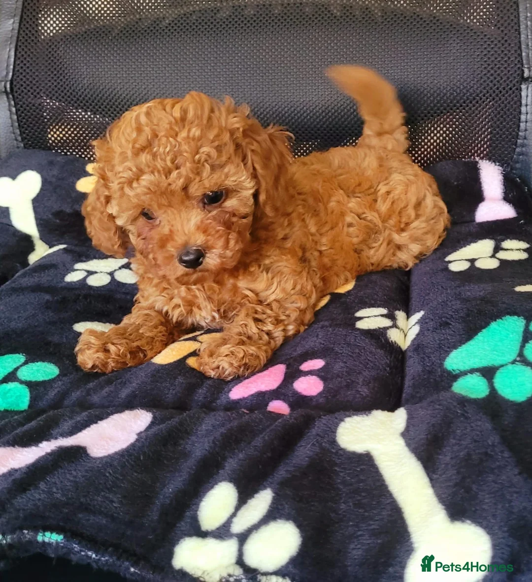 Toy Poodle dogs for sale: Asian Poodle Male for sale - Advert 10