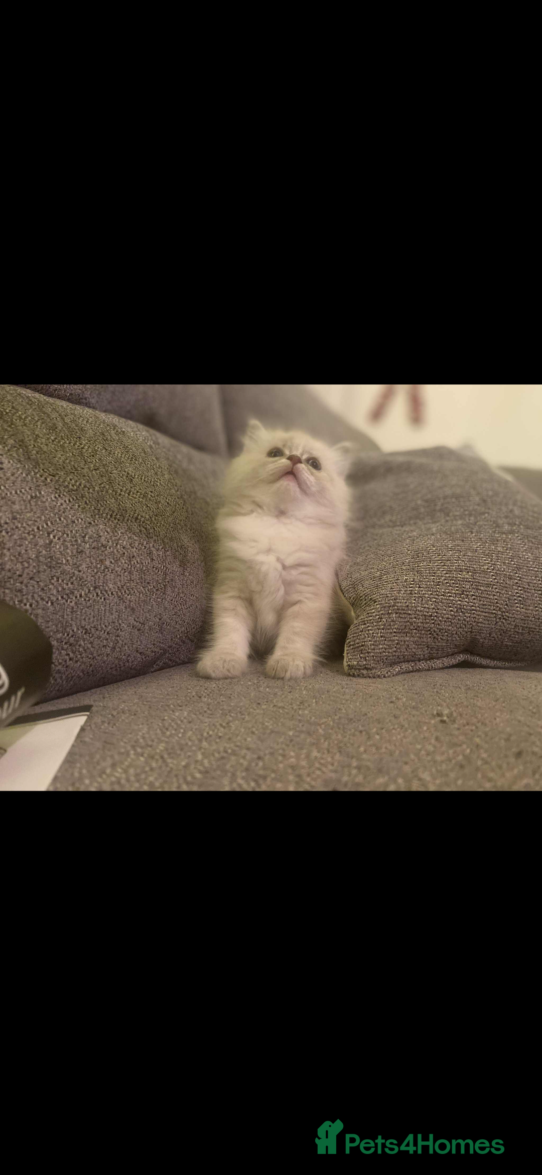 Ragdoll cats for sale: Beautiful ragdoll kittens  - Advert 2