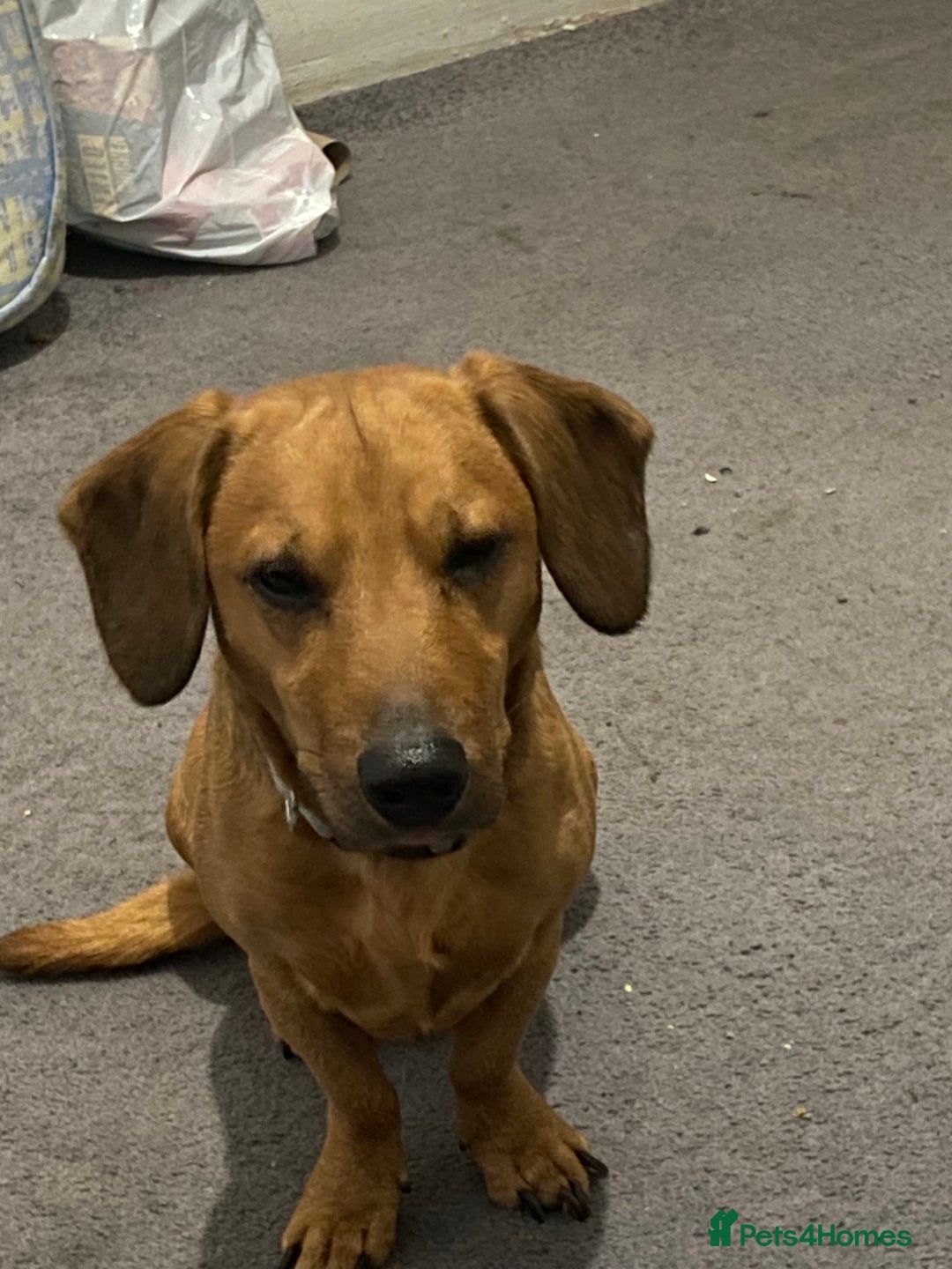 Mixed Breed dogs for sale: Unfortunately selling bugzy - Image 3