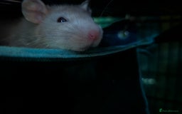 Rat rodents for sale: 3 Male Rats looking for home - Image 2