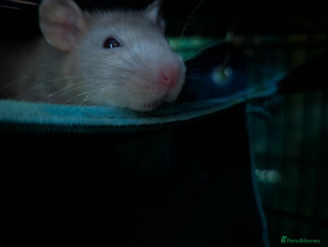 Rat rodents for sale: 3 Male Rats looking for home - Image 2