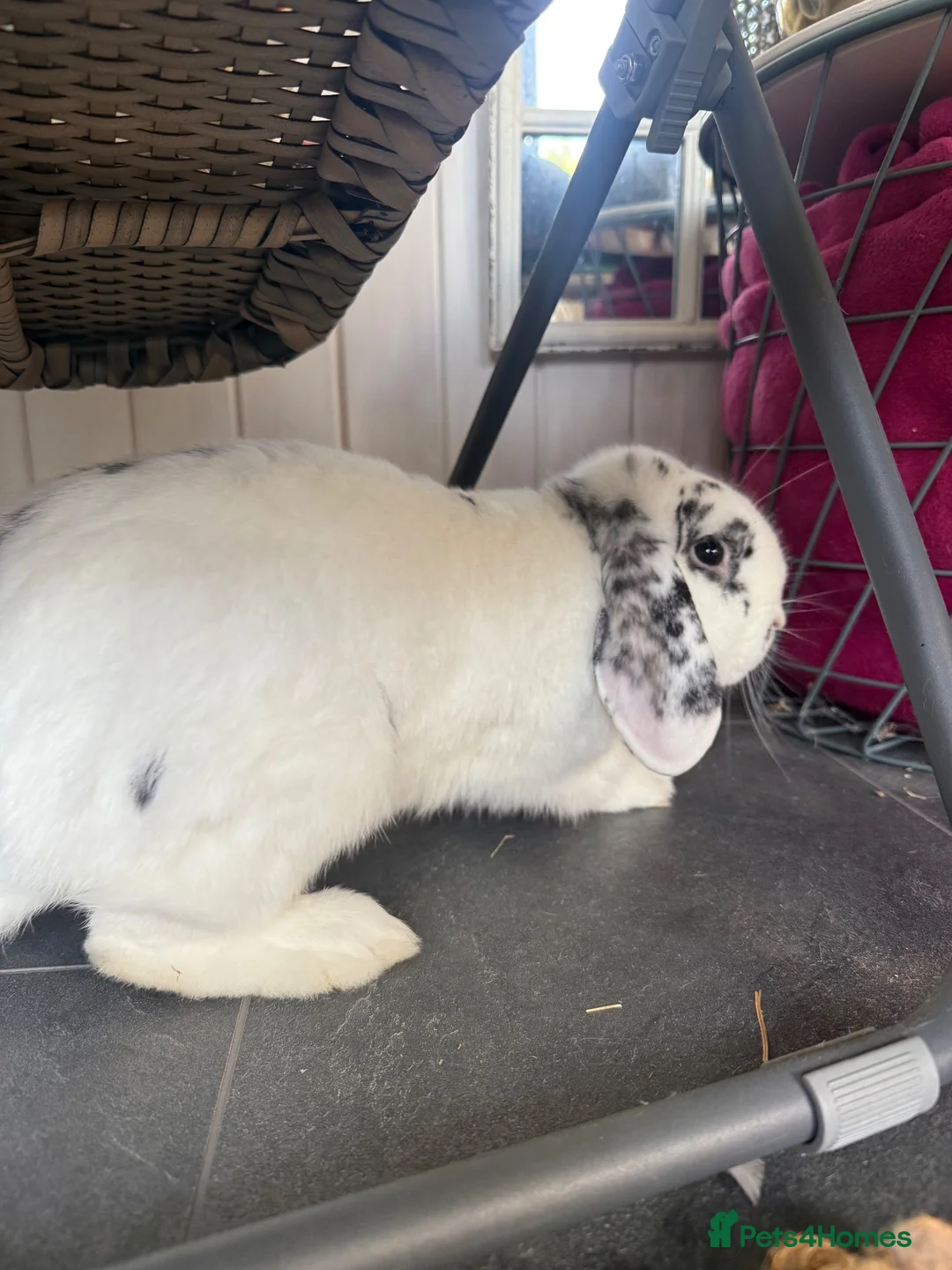 English Lop rabbits for sale: Rabbit  - Advert 7