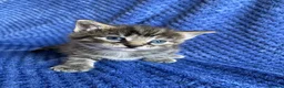 Maine Coon cats for sale: Maine coon kittens  - Advert 20