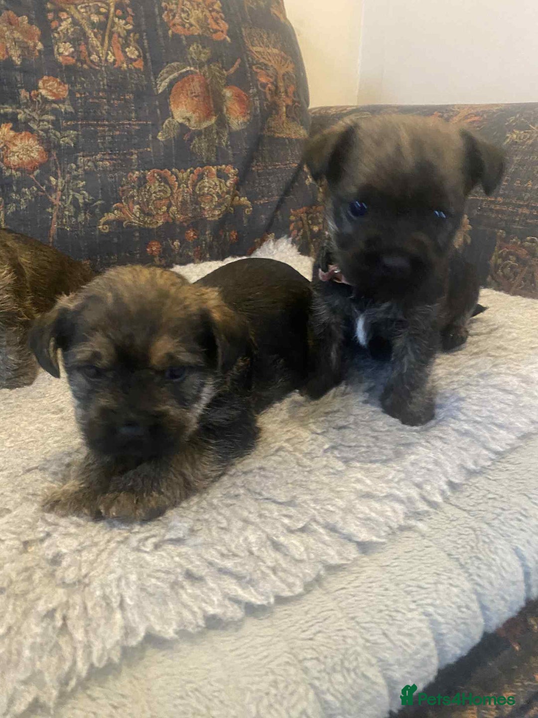 Mixed Breed dogs for sale: Border x Cairn Terrier puppies - Image 6