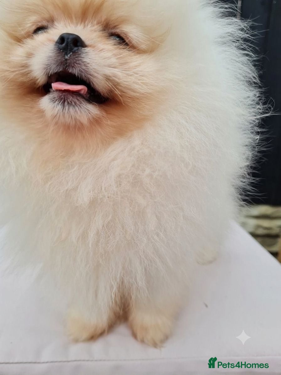 Pomeranian dogs 💗🤍Snow White Champion Pomeranians - Advert 2
