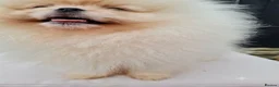 Pomeranian dogs for sale: 💗🤍Snow White Champion Pomeranians in Nottingham - Advert 2