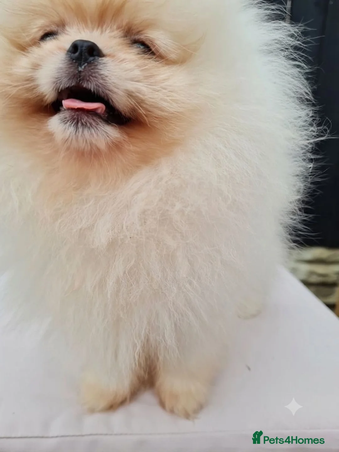 Pomeranian dogs for sale: 💗🤍Snow White Champion Pomeranians in Nottingham - Advert 2