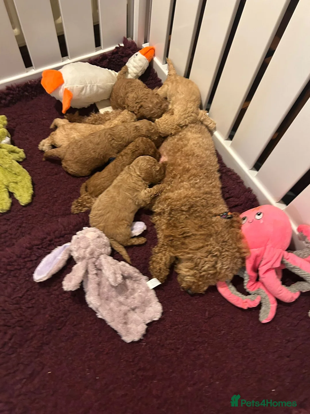 Miniature Poodle dogs for sale: KC REG MINIATURE POODLE PUPS - Advert 10