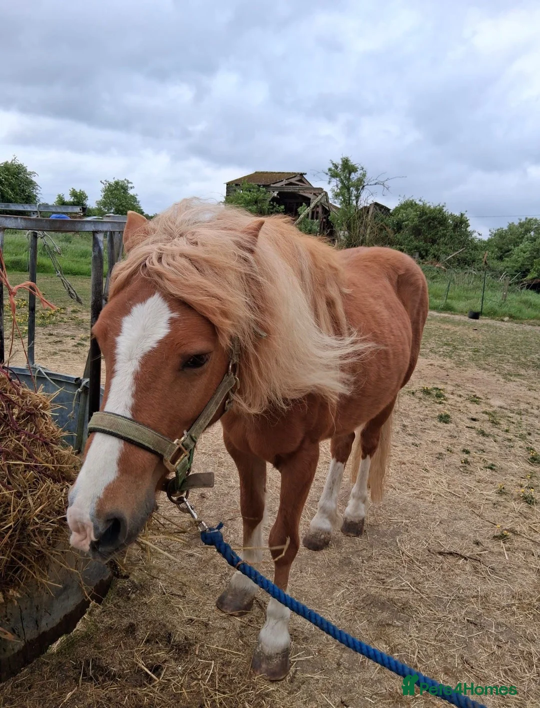 Welsh Section A horses for sale: Welsh section A  - Advert 2