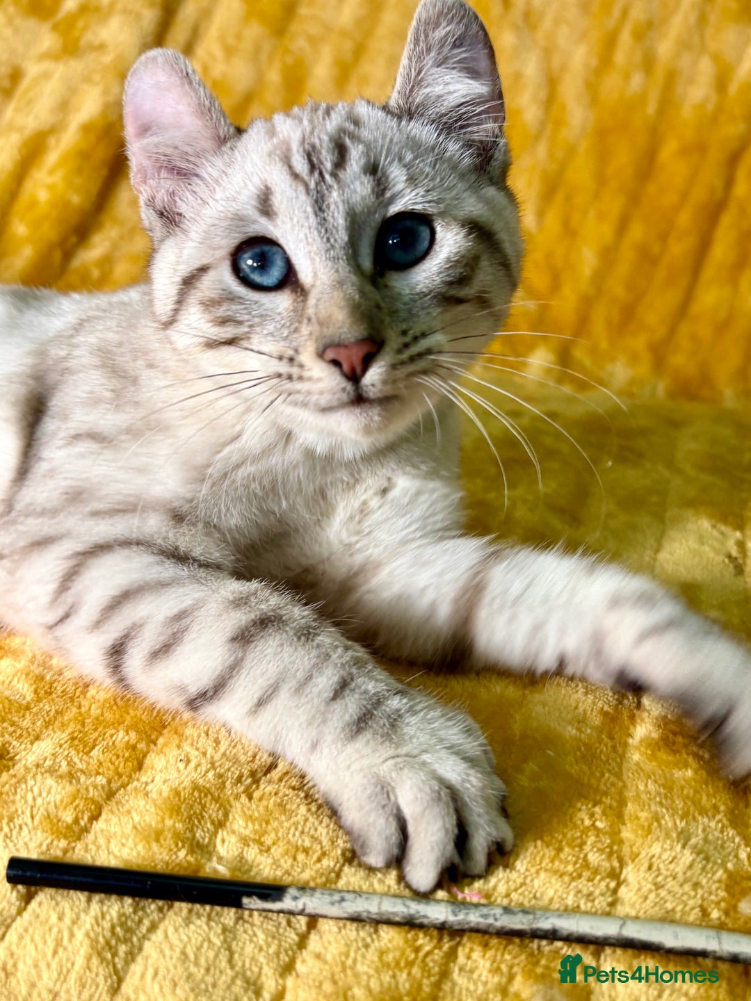 Keetso cats for sale: Superb polydactyl curled eared girl - Advert 21