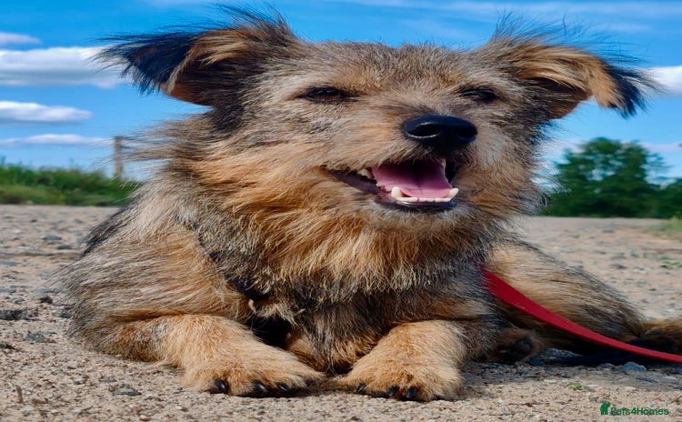 Norfolk Terrier dogs - Advert 4