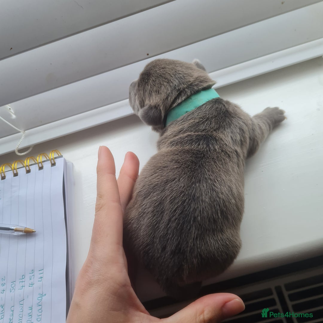 Mixed Breed dogs for sale: French bull weinners  - Image 18