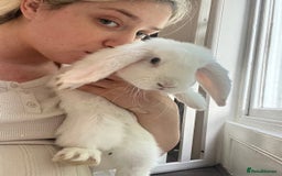 French Lop rabbits for sale: French lop bunny and hutch - Image 1