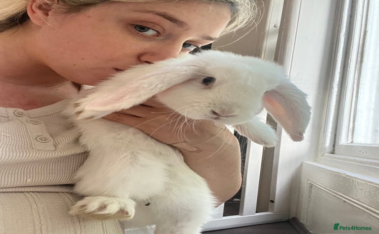 French Lop rabbits - Advert 1