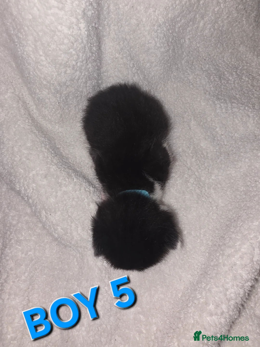 Mixed Breed cats for sale: 7 kittens looking for forever homes  - Advert 23