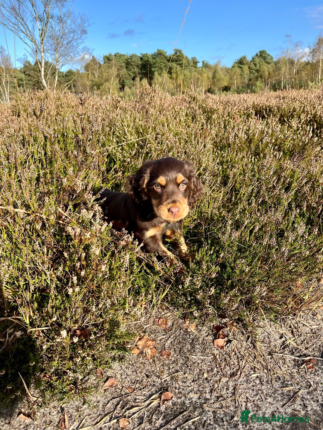 Cocker Spaniel dogs for stud: Dog Breeder - Image 7