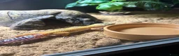 Leopard Gecko reptiles for sale: Leopard Gecko for sale with enclosure  in Glasgow - Advert 6