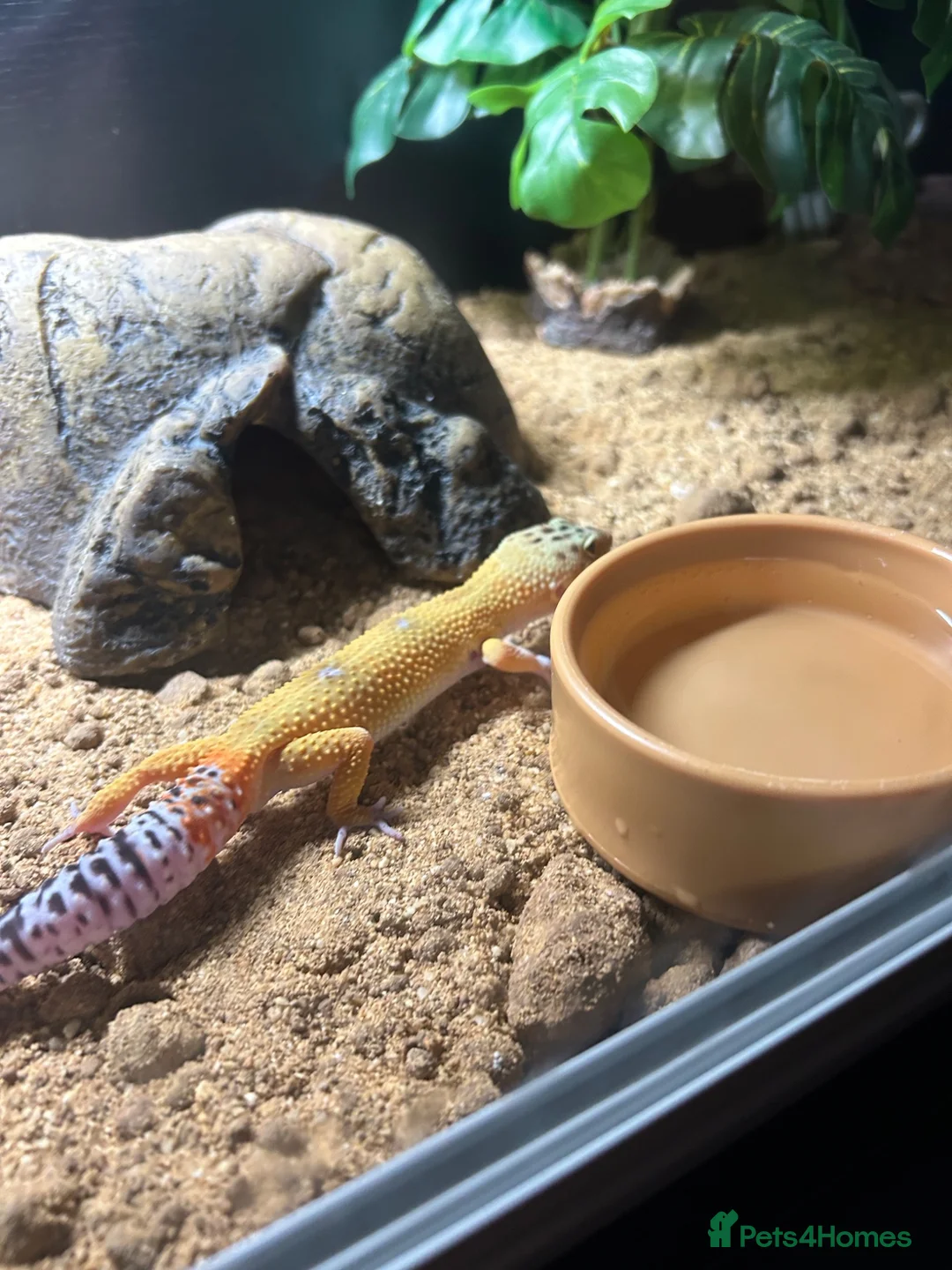 Leopard Gecko reptiles for sale: Leopard Gecko for sale with enclosure  in Glasgow - Advert 6