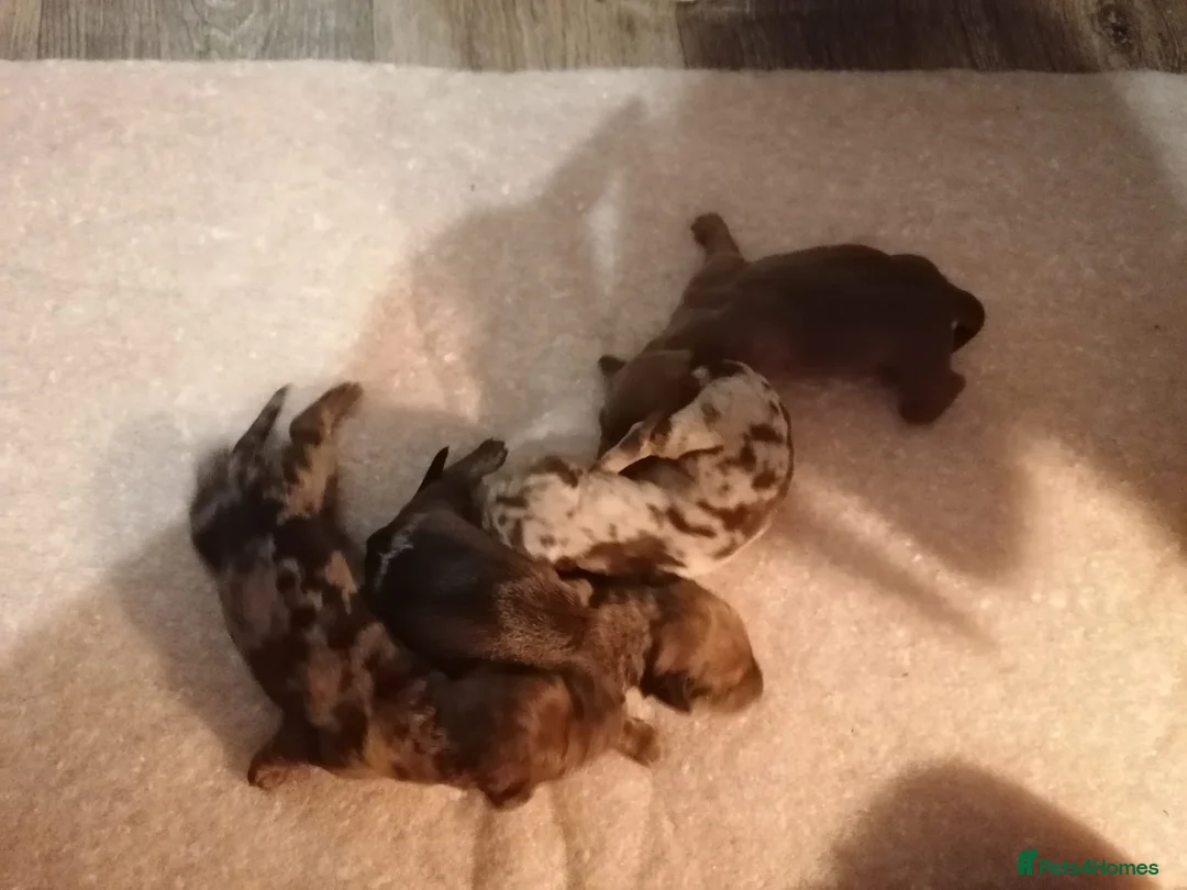 Miniature Dachshund dogs for stud: Silver dapple, Chocolate & Lilac KC Dachshund stud in Wolverhampton - Advert 6