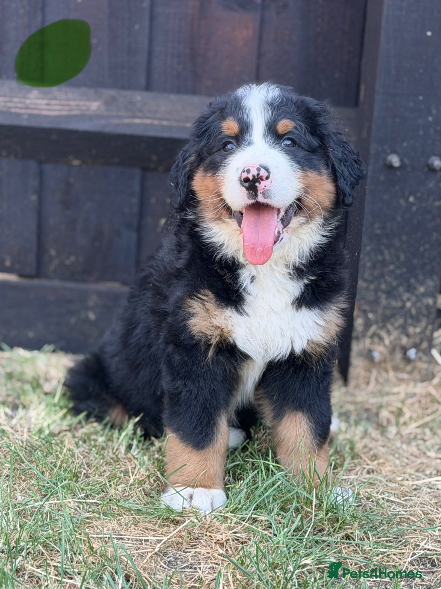 Bernese Mountain Dog dogs  Bernese mountain dog puppies - Advert 2