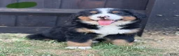 Bernese Mountain Dog dogs for sale:  Bernese mountain dog puppies in Chippenham - Advert 2