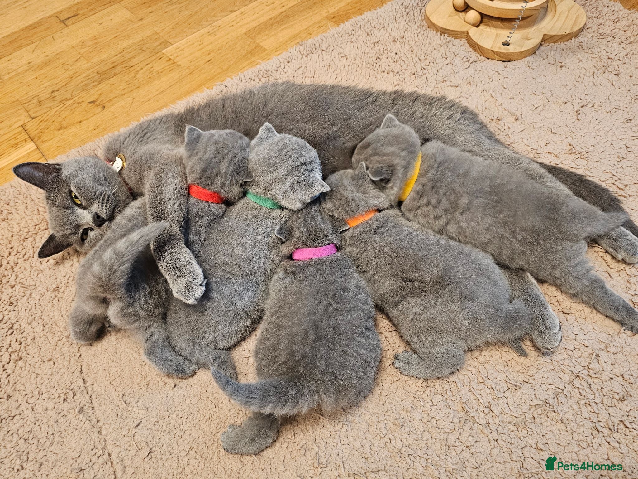 British Shorthair cats Blue&Lilac British Shorthair  - Advert 2