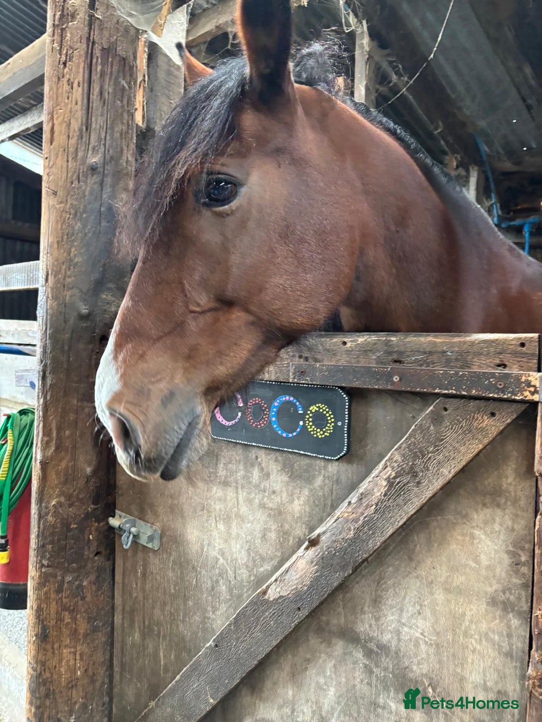 Welsh Section D horses for sale: Welsh D 15hh  Mare - Advert 4