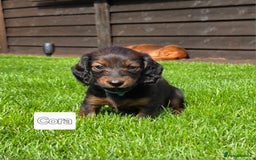 Dachshund dogs for sale: Red long-haired standard dachshund puppies - Image 6
