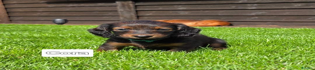 Cora 