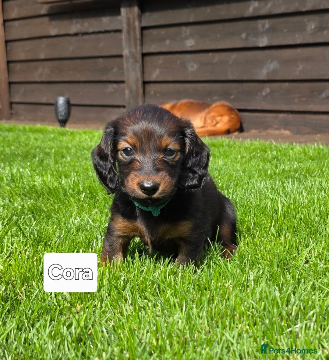 Dachshund dogs for sale: Red long-haired standard dachshund puppies - Image 6