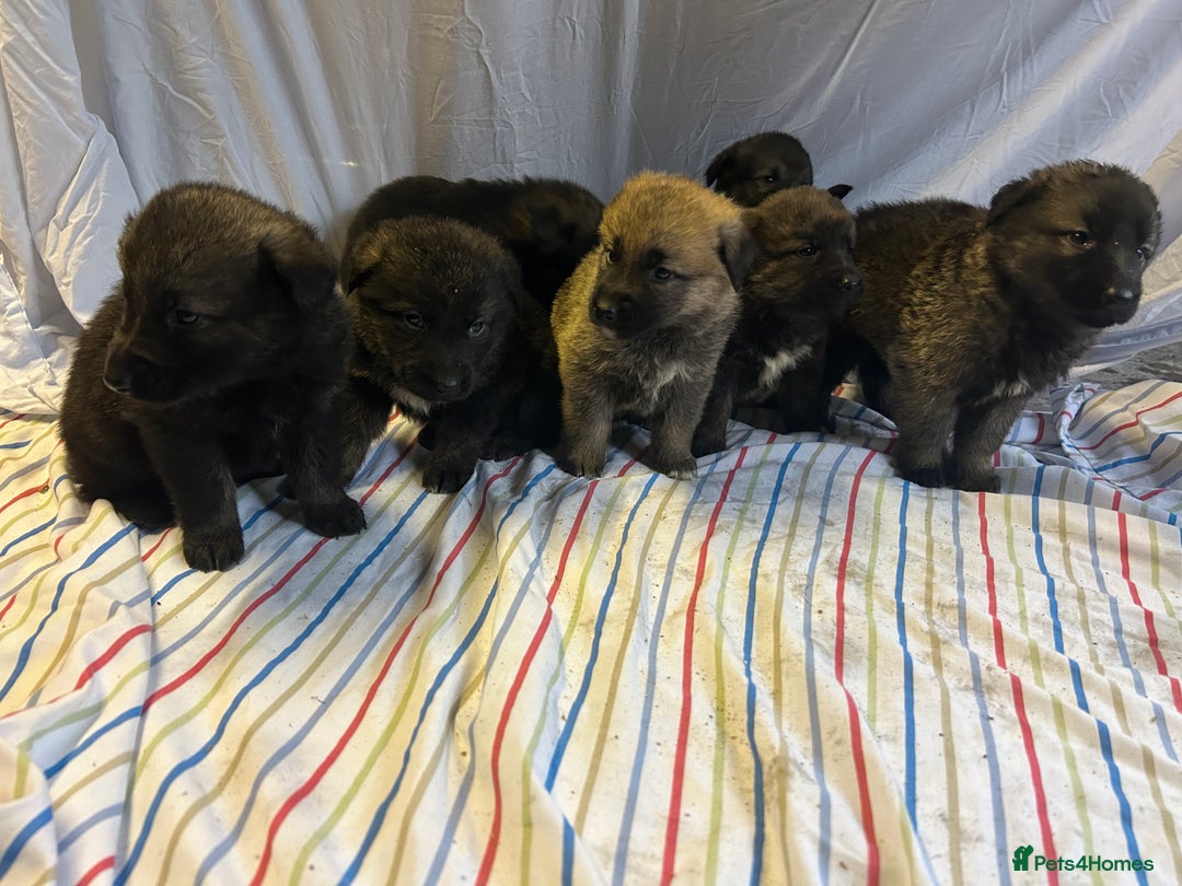 Mixed Breed dogs for sale: German shepherd cross Caucasian Shepherd kangal - Advert 7