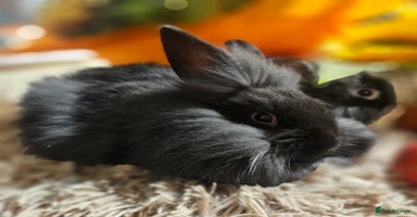 Mini Lion Lop rabbits - Advert 14