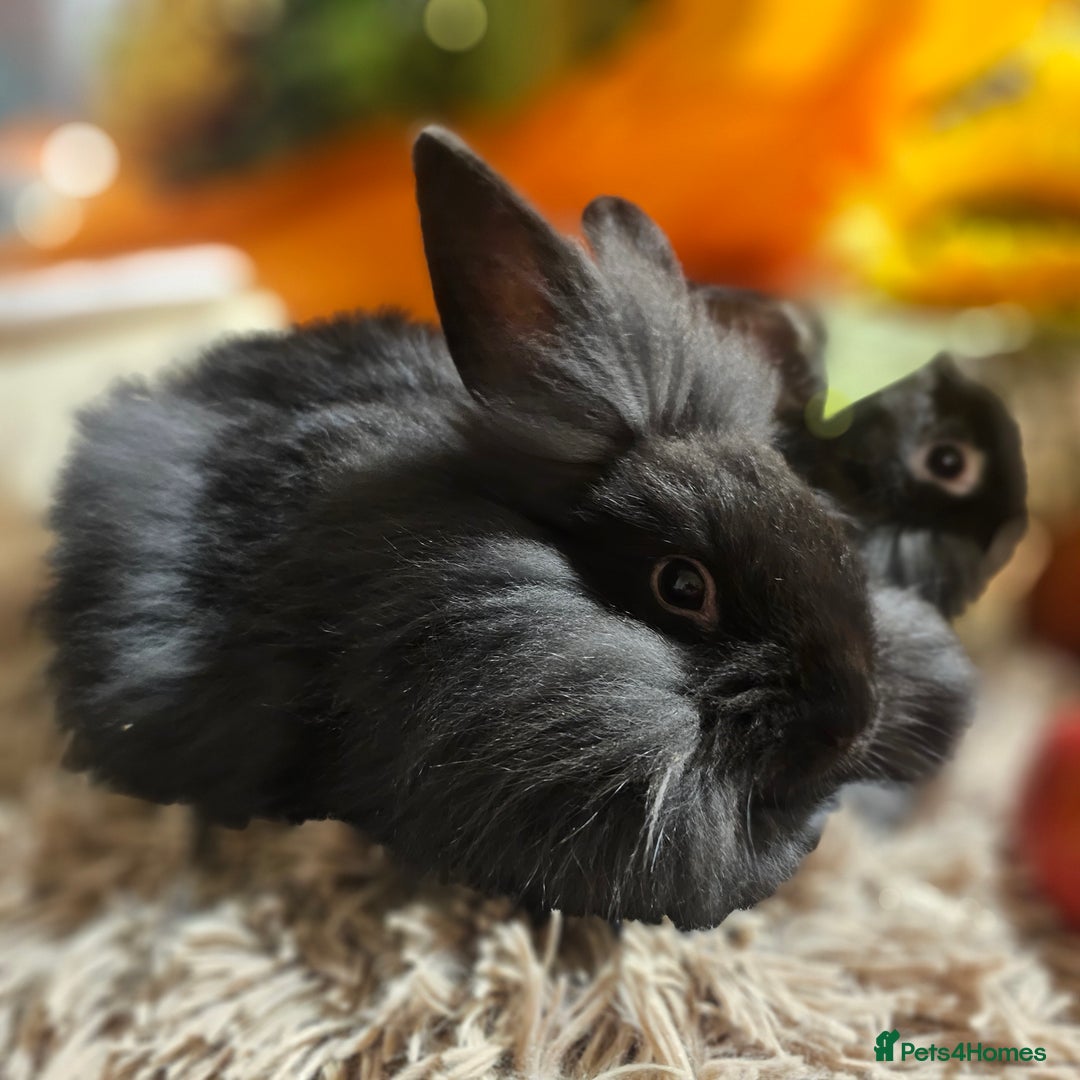 Mini Lion Lop rabbits for sale: Cute fluffy lion heads  - Image 3