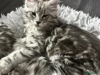 Maine Coon cats XXL Champion Sired Maine Coon Kittens - Advert 3