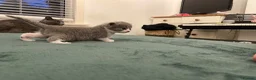 British Shorthair cats for sale: Beautiful British Shirt Hair Kittens - Advert 6
